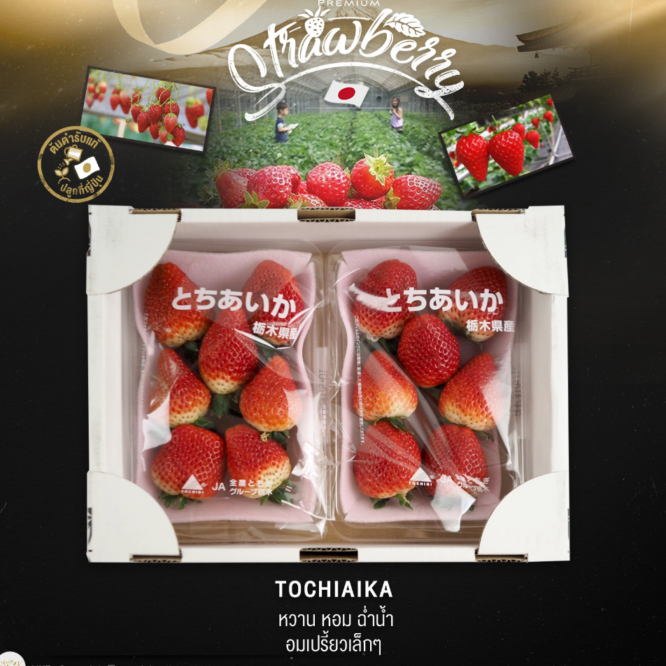 สตรอว์เบอร์รี่ญี่ปุ่น tochiaika สตรอเบอร์รี่ญี่ปุ่นยักษ์