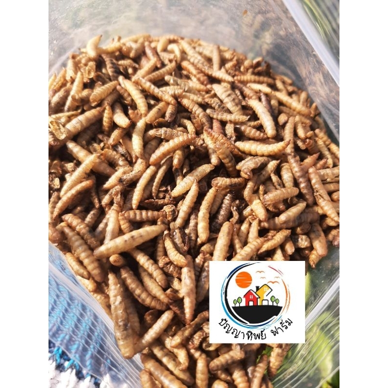 หนอนอบแห้ง Black Soldier Fly Larvae #หนอนแมลงวันลายอบแห้ง 100 กรัม