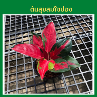 อโกลนีมา สุขสมใจปอง / Aglaonema Suksom Jaipongตระกูลอโกลนีมาราชาแห่งไม้ประดับ ฟอร์มสวย ใบสวย ปลูกแล้วดี เศรษฐีนิยม