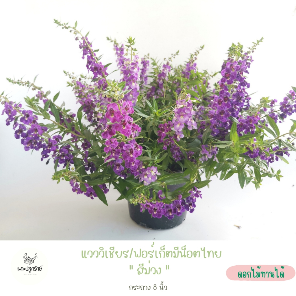 ต้นดอกแวววิเชียร /แองเจโลเนีย /ฟอร์เก็ตมีน็อตไทย (Angelonia)  F13 ดอกดก ดอกนาน ไม้แดด มีหลายสี #ดอกไม้ทานได้ - รูปที่ 5