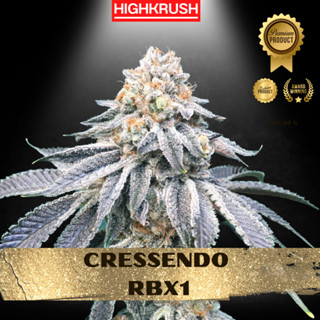 Cressendo RBX1 ETHOS แท้ โฟโต้ เพศเมีย ลำต้นแข็งแรงพร้อมลงดิน ต้นชำกัญชา,ต้นโคลนนิ่งกัญชา,ต้นกัญ,ต้นชำ