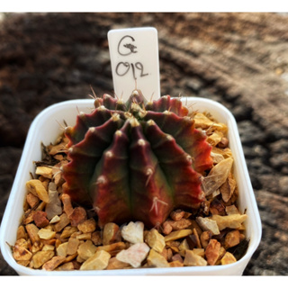 Gymnocalycium G.ศิลามณี  G012 #แคคตัส #กระบองเพชร #ต้นไม้สวยงาม ไม้ต่างประเทศ ยิมโนด่าง #ของฝาก