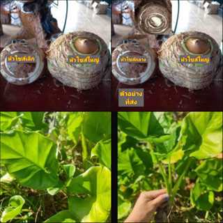 (1หัว) หัว ว่าน ว่านหนุมานนั่งแท่น หนุมานนั่งแท่น ว่านโพงเหล็ก Pagoda Plant ว่านโพง / นิรัชพร
