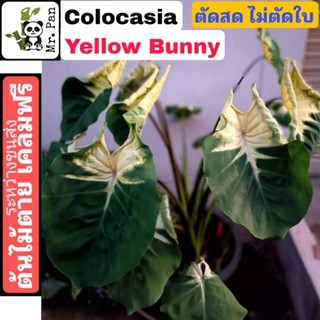 colocia Yellow Bunny ตัดสดไม่ตัดใบ โคโลคาเซีย เยลโล่บันนี่