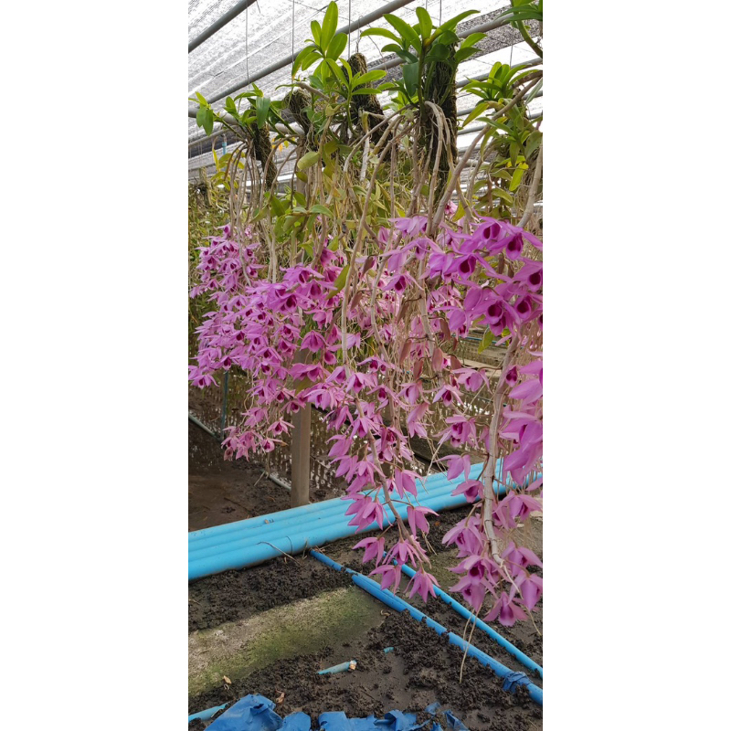 กล้วยไม้เอื้องสายเนสเตอร์ชมพู ดอกหอม เลี้ยงง่ายติดขอนไม้
