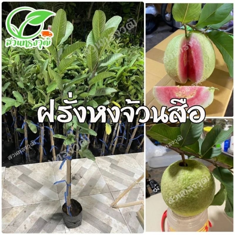 ฝรั่งหงจ้วนสือ กิ่งตอนชำลงถุง แท้ %