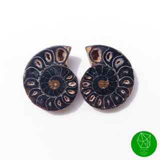 ฟอสซิลแอมโมไนต์สีดำ Black Ammonite Fossil