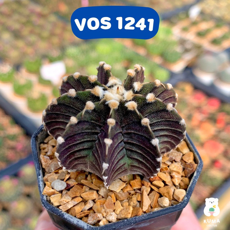 🖤 VOS 1241 🖤 บั้งสวยชัด ผิวดำไม้เมล็ดนำเข้า-- แคคตัส กระบองเพชร