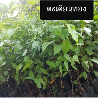 ต้นตะเคียน 30-35 ซม. ตะเคียนทอง