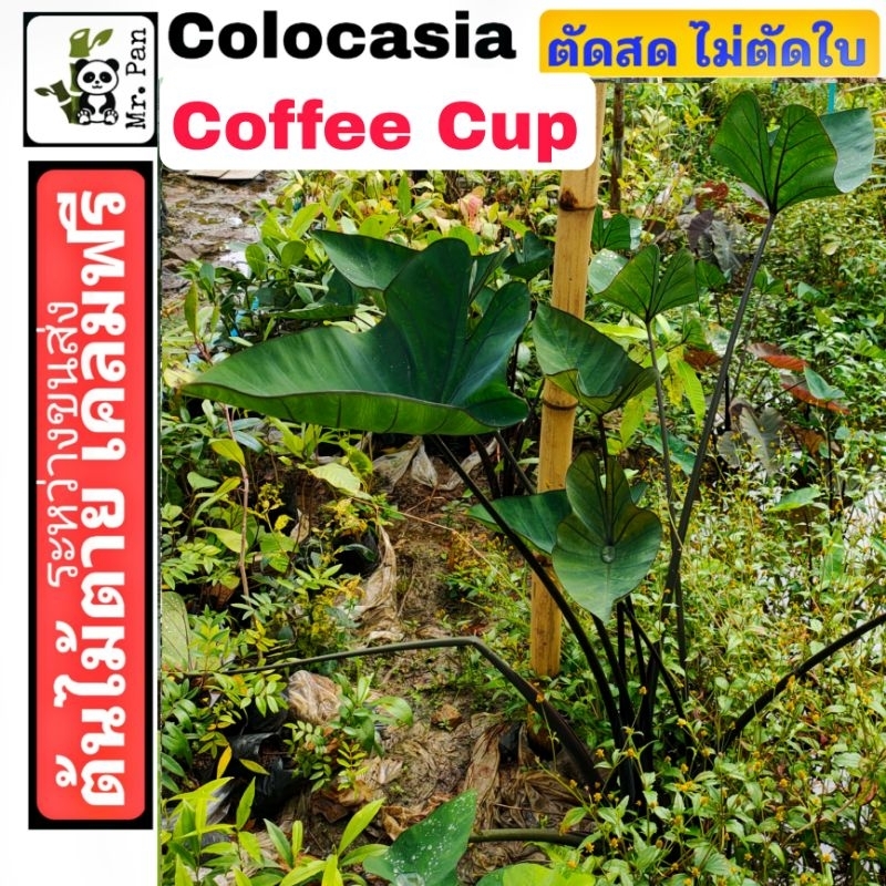 Colocasia Coffee Cup ตัดสด พร้อมใบ โคโลคาเซีย คอฟฟี่คับ