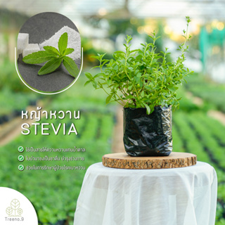 Treeno.9 T258 หญ้าหวาน Stevia  ส่งแบบ ถุงดำ 6 นิ้ว นิยมทำเป็นชา เป็นสมุนไพรมีรสชาติหอนหวาน นานาประโยชน์