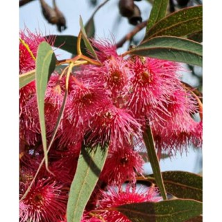 เมล็ดพันธุ์ยูคาลิปตัสดอกสีขมพู (Rosea Eucalyptus Seed) บรรจุ 100 เมล็ด ของแท้ คุณภาพดี ราคาถูก นำเข้าจากต่าง