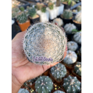 แมมแคนดิด้า Mammillaria Candida var. Rose แคคตัส กระบองเพชร