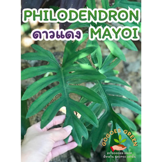 ฟิโลมาโยอิ ฟิโลดาวแดง Philodendron Mayoi ไม้หายาก ต้นไม้ฟอกอากาศสุดฮิต ฟอร์มสวย ราก ลำต้นแข็งแรง พร้อมส่ง