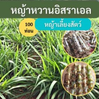 หญ้าหวานอิสราเอล 100 ท่อน หญ้าสำหรับปลูก หญ้าหวาน หญ้าเลี้ยงสัตว์ หญ้าเลี้ยงวัว หญ้าเลี้ยงแพะ