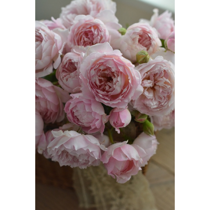 🌹SUCRE (ซูเคร) กถหลายหอม มาก กระถาง12 นิ้ว พุ่มสวย กุกลาบสายพันธุ์พุ่ม ดอกหอม ทนแดด แตกพุ่มสวย