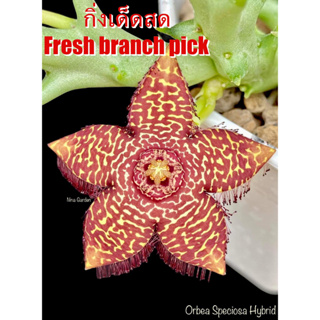 เก๋งจีน Orbea Speciosa Hybrid  *กิ่งเด็ดสด* แคคตัส ไม้อวบน้ำ Cactus and Succulent