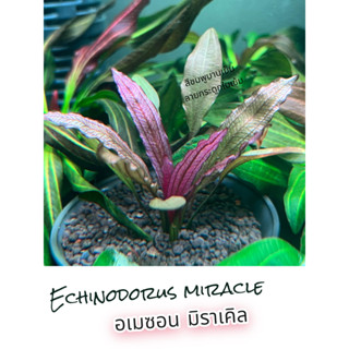 "ECHINODORUS MIRACLE"กระดูกสีดำชัด ใบสีชมพูอ่อน-ไปจนถึงชมพูเข้ม