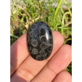 1Pc Natural Black Fossil Cabochon Outstanding Top quality for making handmade Jewelry wire wrapping and for Collection.