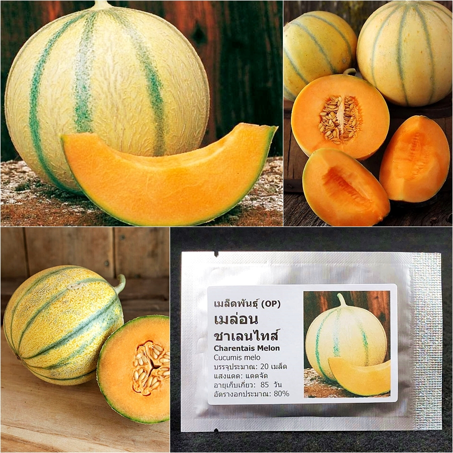 เมล็ดพันธุ์ เมล่อน ชาเลนไทส์ Charentais Melon Seed 20 เมล็ด คุณภาพดี ราคาถูก ของแท้ 100%