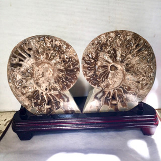 💥ฟอสซิลแอมโมไนต์ ผลึกคริสตัล Split Ammonite fossil อายุ 65 -240 ล้านปี💥