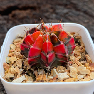 ยิมโนด่าง GYmno variagata seedings ขนาดกระถาง 3 นิ้ว (จัดส่งทั้งกระถาง) กระบองเพชร Cactus ต้นไม้สวยงาม