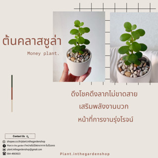 ต้นคลาสซูล่า🌳 ต้นจิ๋วๆเสริมดวงสุดปัง‼️💰💰 (ราคาพร้อมกระถาง+จานรอง+หินโรยหน้า) ต้นไม้มงคลเสริมดวง