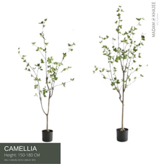 CamelliaTree - Height  150-180cm ต้นคาเมลเลียรุ่นใบดก ความสูง 150-180 ซม.ต้นไม้ปลอมเกรดพรีเมี่ยมเพื่อการตกแต่ง