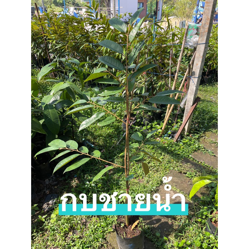 ต้นทุเรียนกบชายน้ำ 70-80เซน เสียบยอด ถุงใหญ่เบอร์10