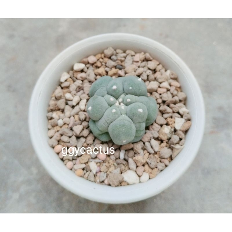โลโฟ Yatagai, Tanenaka / ibo, Ooibo หน่อมีรากแล้ว(Lophophora)