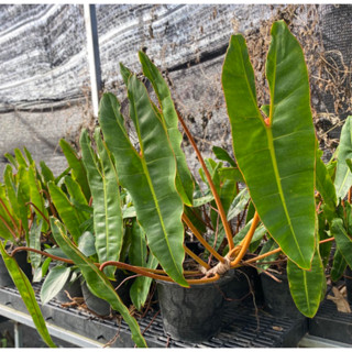 ฟิโลเดนดรอนก้านส้ม (PHILODENDRON BILLIETIAE CROAT) หรือฟิโลก้านส้ม🧡