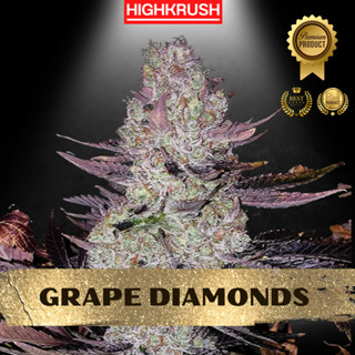 Grape Diamonds R2 ค่าย Ethos Genetics โฟโต้ เพศเมีย ลำต้นแข็งแรงพร้อมลงดิน ต้นชำกัญชา,ต้นโคลนนิ่งกัญชา,ต้นกัญ,ต้นชำ