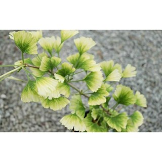 เมล็ดพันธุ์แปะก๊วยใบด่าง สโนว คลาวด์ (Snow Cloud Variegated Ginkgo Biloba Seed) บรรจุ 10 เมล็ด ของแท้ คุณภาพดี นำเข้าจาก