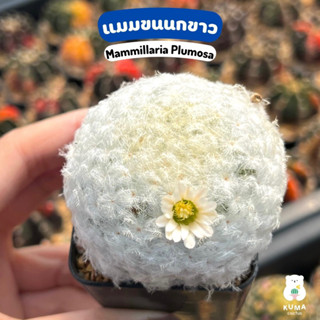 💙 แมมขนนกขาว 🍀 Mammillaria Plumosa 🔆🔆-- แคคตัส กระบองเพชร