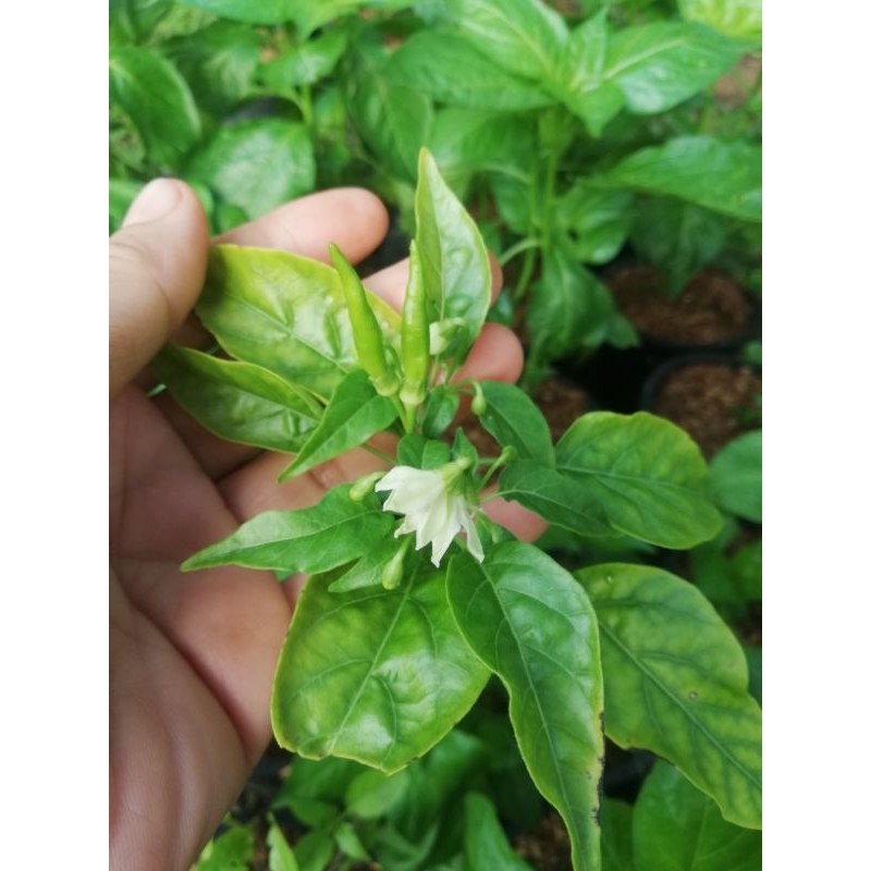 ต้นพริกขี้หนู​สวนและพริกขี้หนูจิ๋ว ไม้ถุง3*7นิ้วและไม้กระถาง 5.5 นิ้วราคา 19-30 บาท