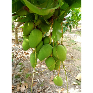 มะม่วงโชคอนันต์ มีทั้งแบบอ่อน และ แบบแก่ เก็บสดใหม่ทุกวัน 🥭จำหน่ายทั้งปี🥭 บรรจุ 1 กิโล
