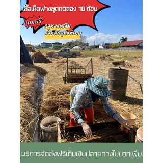 ชุดเห็ดฟาง 10 ก้อน แถมอาหารเสริมและน้ำหมัก กดสั่งครั้งละไม่เกินสองออเดอร์นะคะ