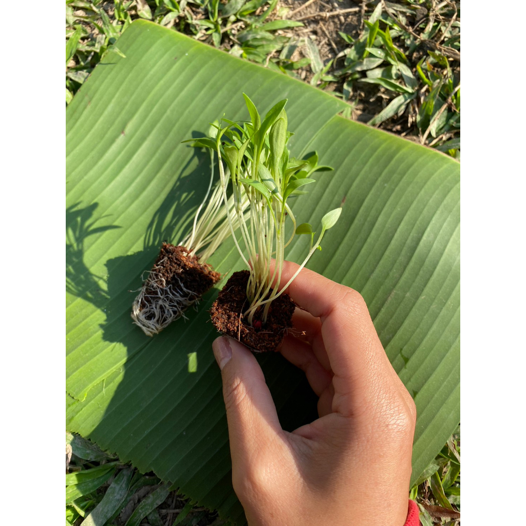 ต้นกล้าผักชี ผักชีไทยหอมอร่อย ปลูกเองทานเองปลอดสารพิษ กล้าละ 10บาท ซื้อ 10แถม2
