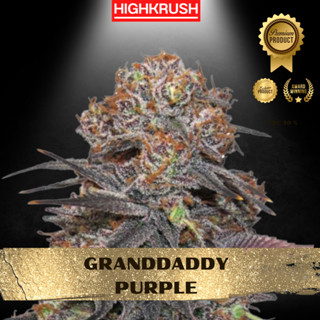 Granddaddy Purple ค่าย Blimburn โฟโต้ เพศเมีย ลำต้นแข็งแรงพร้อมลงดิน ต้นชำกัญชา,ต้นโคลนนิ่งกัญชา,ต้นกัญ,ต้นชำ,กิ่งชำ