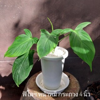 ฟิโลเดนดรอน หน้าหมี Philodendron พร้อมกระถางมินิมอลสีขาว ไม้ฟอร์มสวย ไม้ฟอกอากาศ ตกแต่งบ้าน เลือกได้ต้นตามภาพ