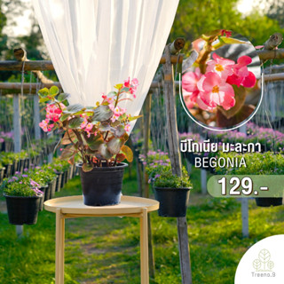 Treeno.9 T445 บีโกเนีย มะละกา (Begonia) กระถาง 8 นิ้ว สูง 25-30 cm ดอกไม้ประดับ ดอกสวย พุ่มใบสวย เหมือนดอกไม้ประดิษฐ์ (ต้นไม้)