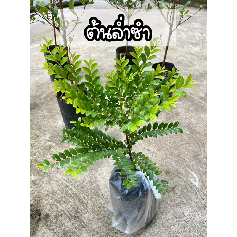 ต้นล่ำซำ(ต้นหูหนู)ไม้มงคล ไม้ยืนต้น เรียกเงินเรียกทอง – โปรปัง