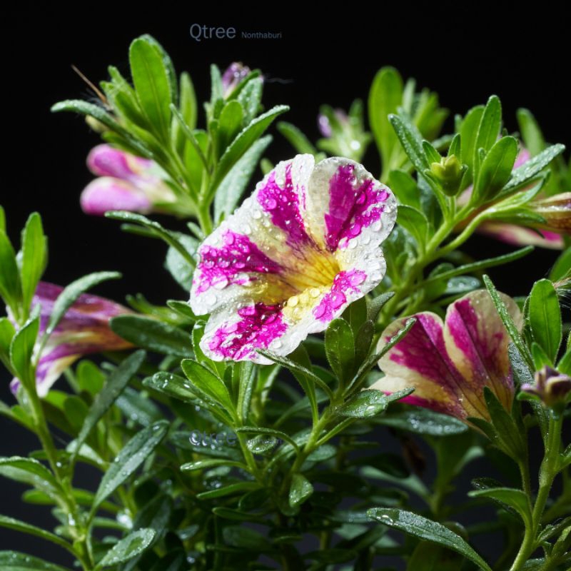 พิทูเนียแคระ calibrachoa mini petunias ในกระถาง 3 นิ้ว ดอกสีบานเย็นสลับครีมสะดุดสายตา