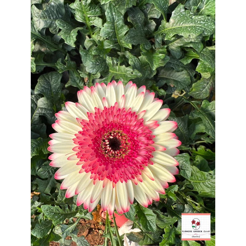 🌷ดอกเยอบีร่า🌷🌼มีหลากหลายสี