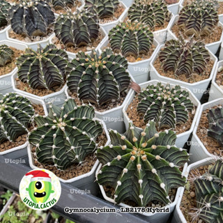 Gymnocalycium - LB2178 Hybrid  &gt;&gt;เลือกต้นได้&lt;&lt; // Utopia