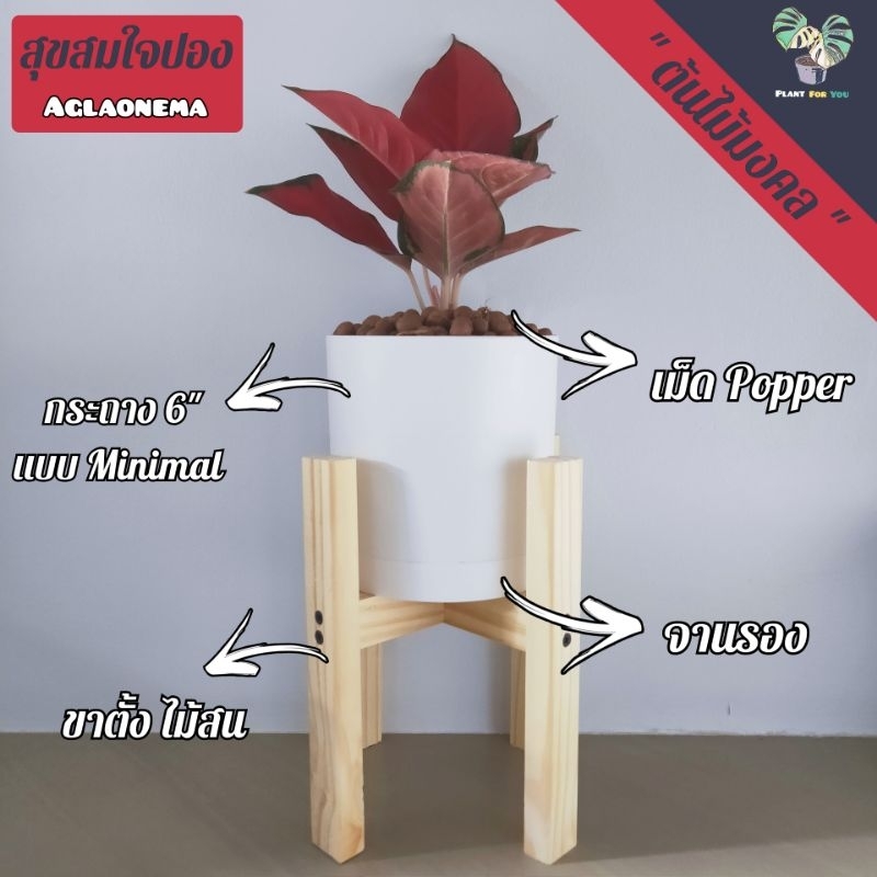 สุขสมใจปอง Aglaonema พร้อมกระถาง6"+จานรอง+เม็ด Popper+ขาตั้ง