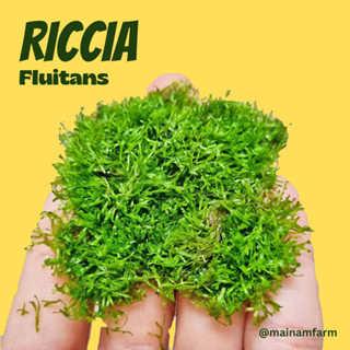 ริกเซีย ไม้น้ำ-ไม้ชื้น แผ่นขนาด 2x2 นิ้ว - RICCIA FLUITANS ต้นไม้น้ำ