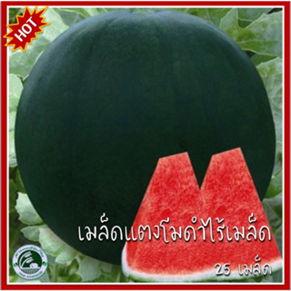 25 เมล็ด แตงโมดำไร้เมล็ด Black Seedless Watermelon เมล็ดแตงโมดำไร้เมล็ด เมล็ดแตงโม แตงโมเปลือกดำ เมล็ดพันธุ์แตงโม