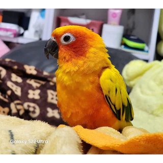 💥ไข่เชื้อนกแก้วหลากหลายสายพันธุ์ 🦜ไข่มีเชื้อ💯% ✅รับประกันการจัดส่งทุกออเดอร์