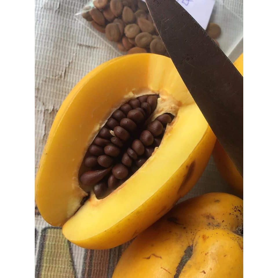 🍋มะว้าวหรือมะวาว ควิ้นซ์ (Quince) กก.150.- 5-7ลูกมีรสเปรี้ยวมากทานสดได้ทานกับพริกเกลือน้ำปลาหวาน ตำ 